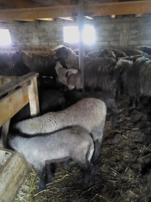 Vând 80 oii carabase, majoritatea cu miei restul în curs de fătare.  - imagine 3