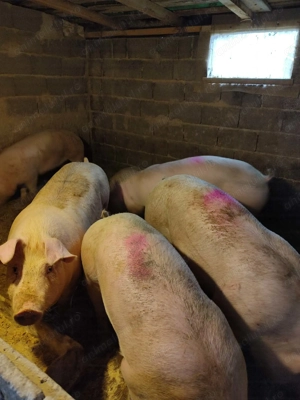 Vând porci mari 130-170kg - imagine 2