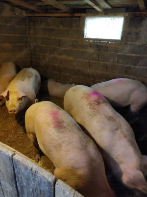 Vând porci mari 130-170kg - imagine 3