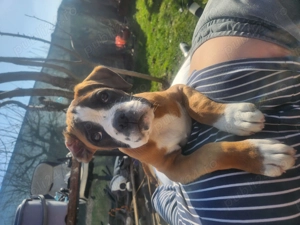 Femela boxer,11 săptămâni  - imagine 2