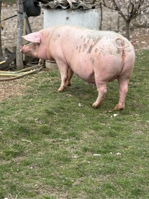 Vand Scroafa  - imagine 5