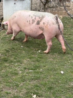 Vand Scroafa  - imagine 2