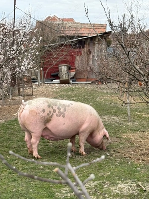 Vand Scroafa  - imagine 3