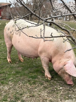 Vand Scroafa  - imagine 4