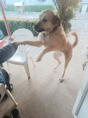 Kangal de vanzare  - imagine 2