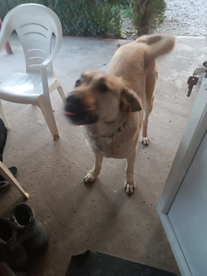 Kangal de vanzare  - imagine 4