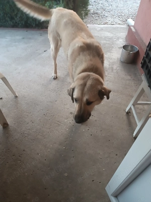 Kangal de vanzare  - imagine 5