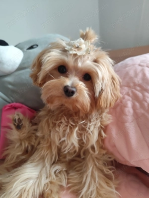 Cățel Maltipoo mini toy își caută o familie 