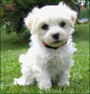 Bichon Bolognese  - imagine 2