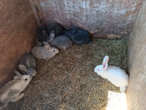 vând iepuri 40 de lei bucata  - imagine 2