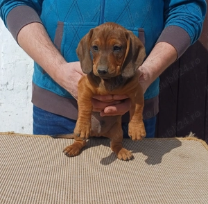 Masculi teckel 2 luni - imagine 2