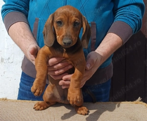 Masculi teckel 2 luni - imagine 4