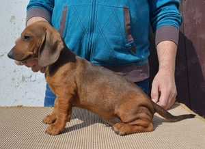 Masculi teckel 2 luni - imagine 3