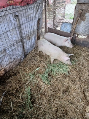 De Vânzare 4 bucăți 3 mascuri și o purcică  - imagine 4