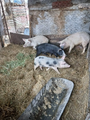 De Vânzare 4 bucăți 3 mascuri și o purcică 