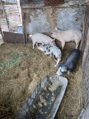 De Vânzare 4 bucăți 3 mascuri și o purcică  - imagine 3