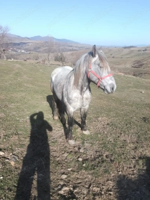 Vând mânz armăsar de 2 ani jumate  - imagine 3