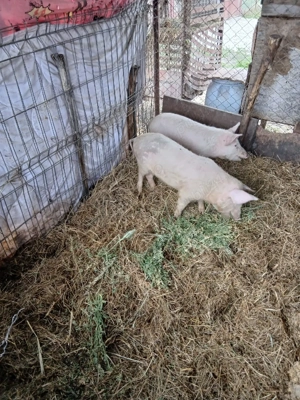 De Vânzare 4 bucăți 3 mascuri și o purcică  - imagine 5