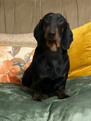 pui Masculi Teckel   Dachshund  - imagine 3