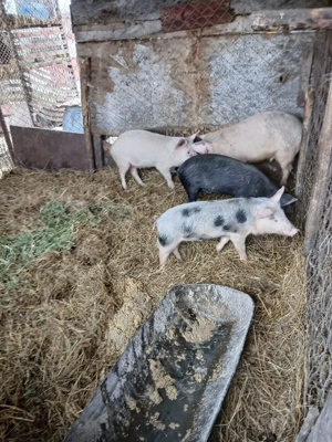 De Vânzare 4 bucăți 3 mascuri și o purcică  - imagine 2