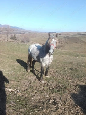 Vând mânz armăsar de 2 ani jumate  - imagine 4