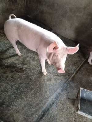 Porci de vanzare - imagine 4