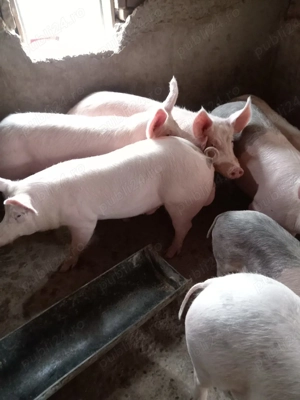 Porci de vanzare - imagine 3