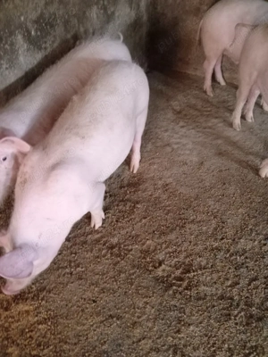 Porci de vanzare - imagine 2