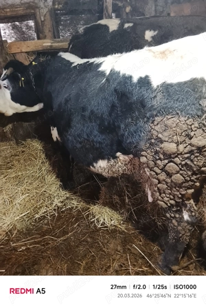 Vând două vacii de 8 ani - imagine 4