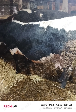 Vând două vacii de 8 ani - imagine 2