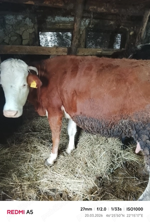 Vând două vacii de 8 ani - imagine 3