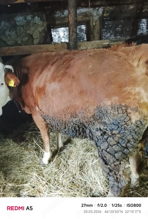 Vând două vacii de 8 ani - imagine 5