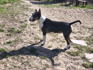 femela Bull terrier adopție  - imagine 2