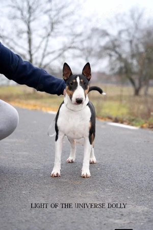femela Bull terrier adopție 