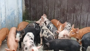 purcei frumoși  - imagine 2