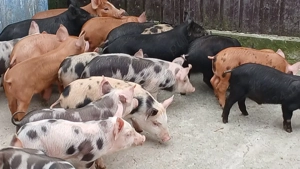 purcei frumoși  - imagine 3