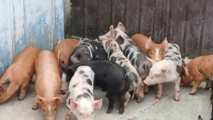 purcei frumoși  - imagine 6