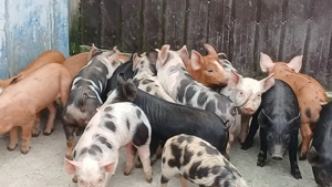 purcei frumoși  - imagine 4