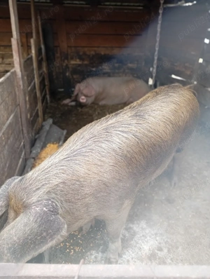 porci de vânzare  - imagine 3