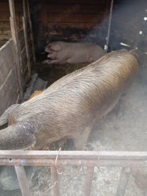 porci de vânzare  - imagine 2