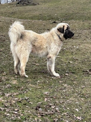 De vânzare - imagine 3