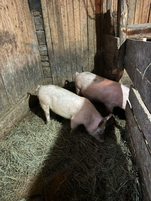 Vând purcei și scroafă gestantă  - imagine 3