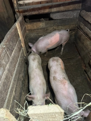 Vând purcei și scroafă gestantă  - imagine 2