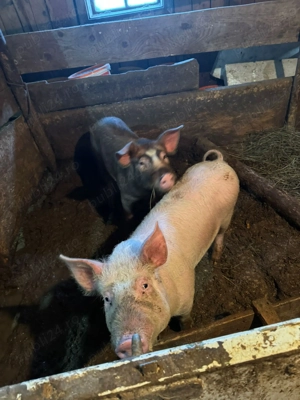 Vând purcei și scroafă gestantă  - imagine 5