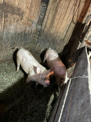 Vând purcei și scroafă gestantă  - imagine 4