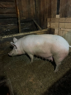 Vând purcei și scroafă gestantă 