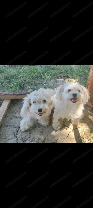 De vânzare:Câini bichon mini toy - imagine 4