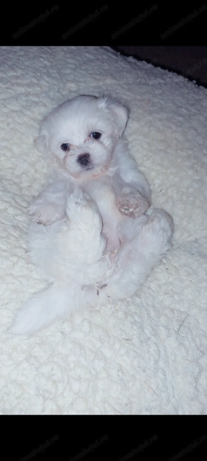 De vânzare:Câini bichon mini toy - imagine 3