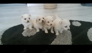 De vânzare:Câini bichon mini toy - imagine 2