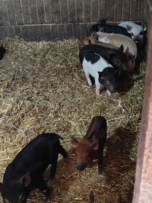 Porci vietnamezi  - imagine 4